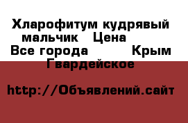 Хларофитум кудрявый мальчик › Цена ­ 30 - Все города  »    . Крым,Гвардейское